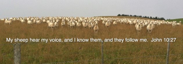Sheep Banner