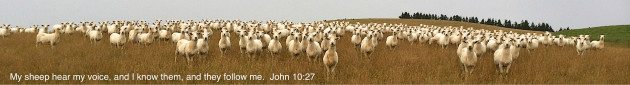 Sheep